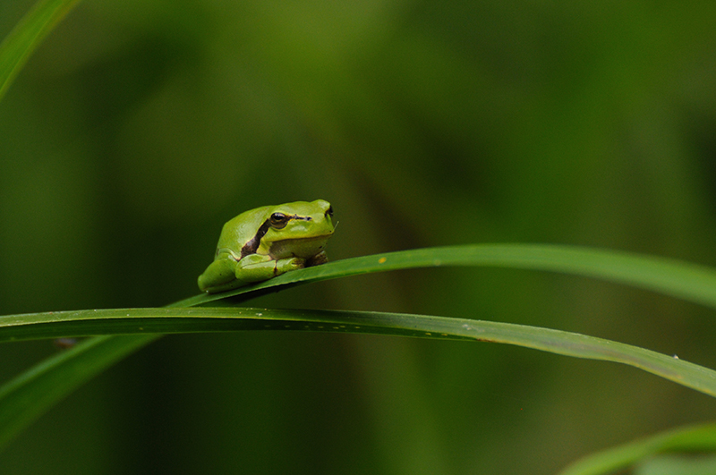 Photo Amphibiens Rainette verte (Hyla arborea)