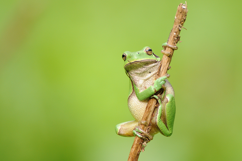 Photo Amphibiens Rainette verte (Hyla arborea)