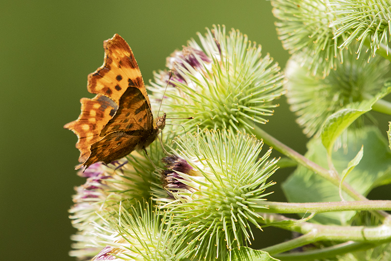 Photo Insectes Robert-le-Diable (Polygonia c-album)