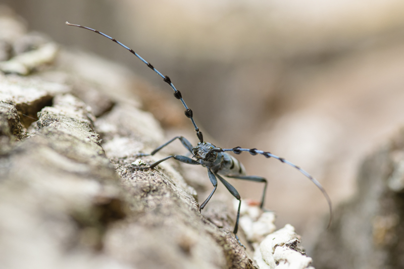 Photo Insectes Rosalie des Alpes (Rosalia alpina)