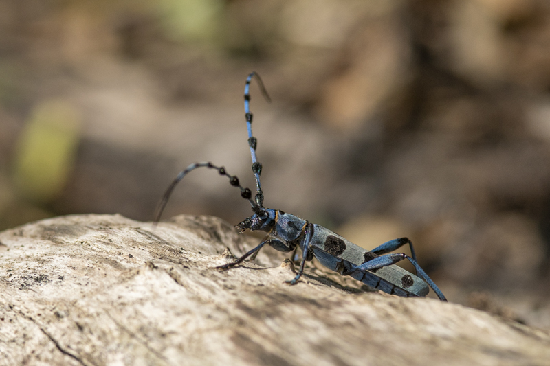 Photo Insectes Rosalie des Alpes (Rosalia alpina)