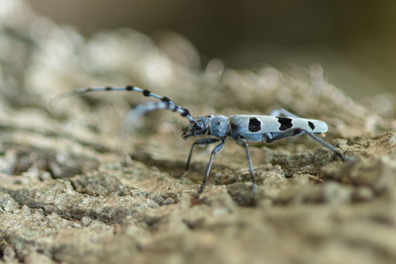 Photo Insectes Rosalie des Alpes (Rosalia alpina)