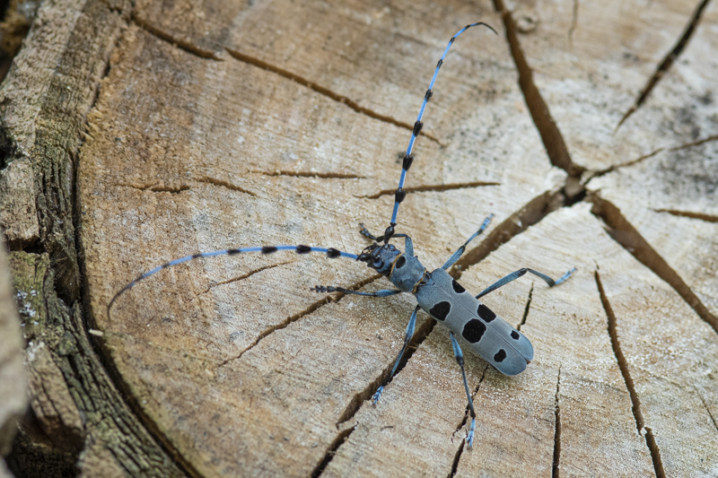 Photo Insectes Rosalie des Alpes (Rosalia alpina)