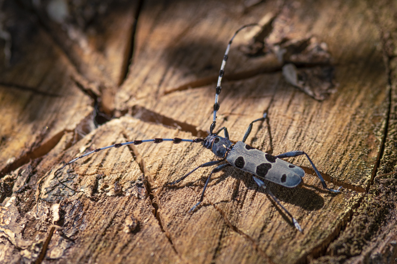 Photo Insectes Rosalie des Alpes (Rosalia alpina)