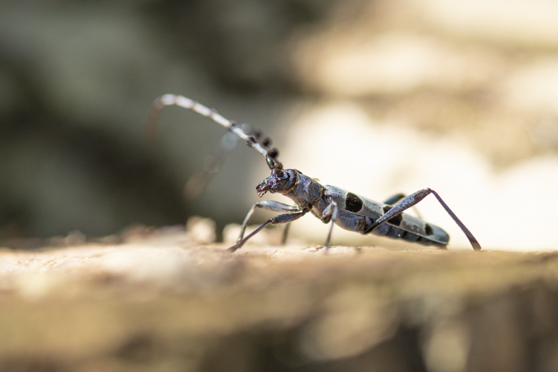 Photo Insectes Rosalie des Alpes (Rosalia alpina)