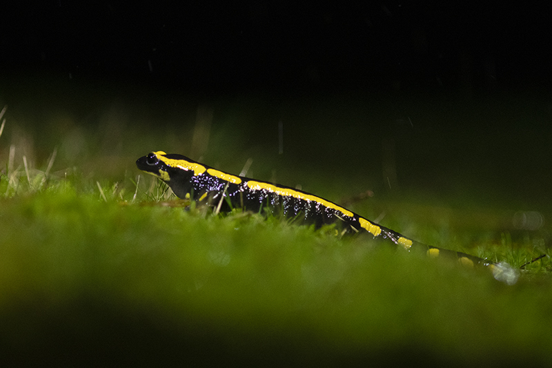 Photo Amphibiens Salamandre tachetée (Salamandra salamandra)