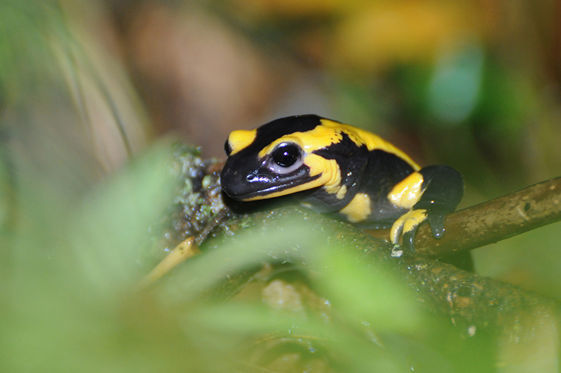 Photo Amphibiens Salamandre tachetée (Salamandra salamandra)