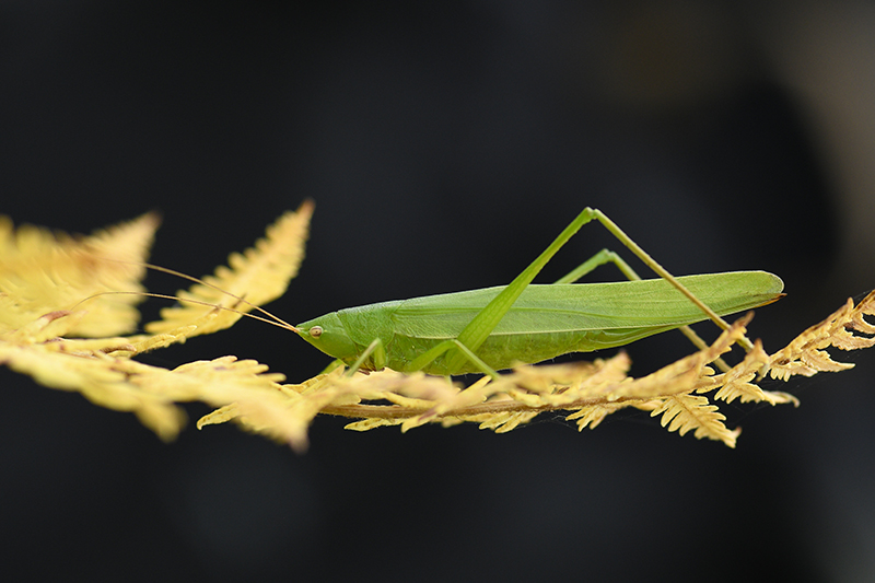Photo Insectes Conocéphale gracieux (Ruspolia nitidula)