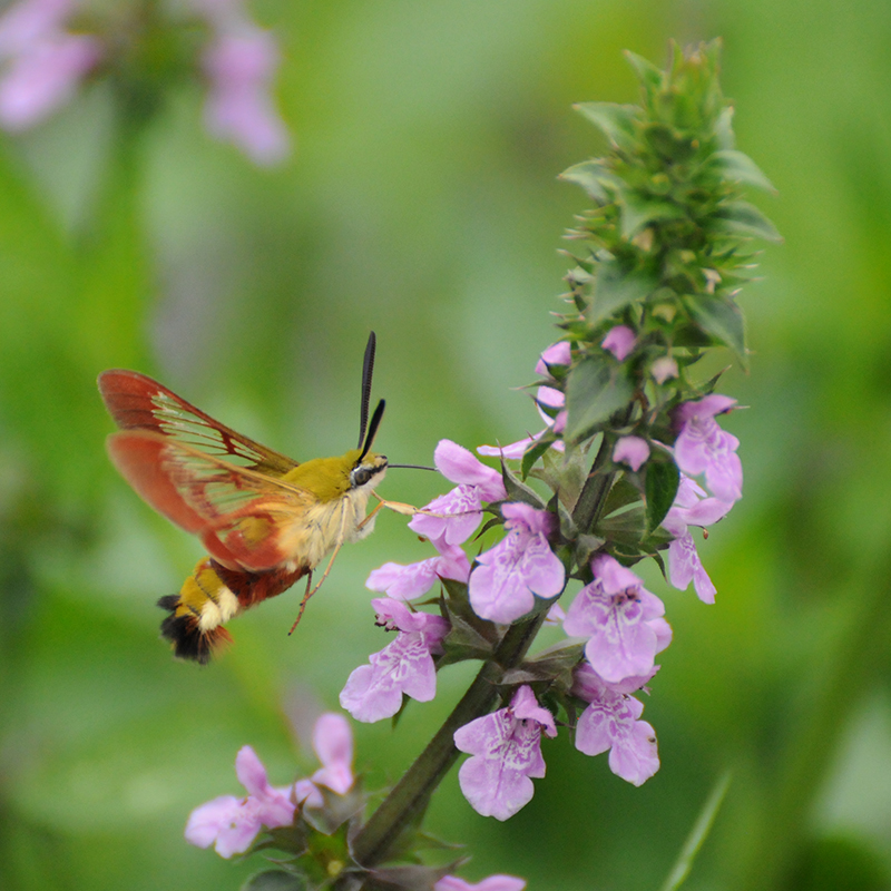 Photo Insectes Sphinx gazé (Hemaris fuciformis)