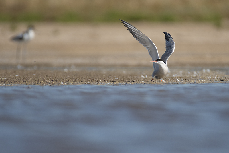 Photo Oiseaux Sterne pierregarin (Sterna hirundo)