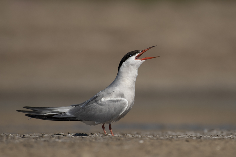 Photo Oiseaux Sterne pierregarin (Sterna hirundo)