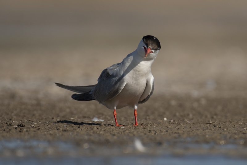 Photo Oiseaux Sterne pierregarin (Sterna hirundo)