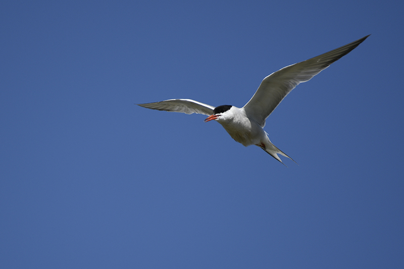 Photo Oiseaux Sterne pierregarin (Sterna hirundo)