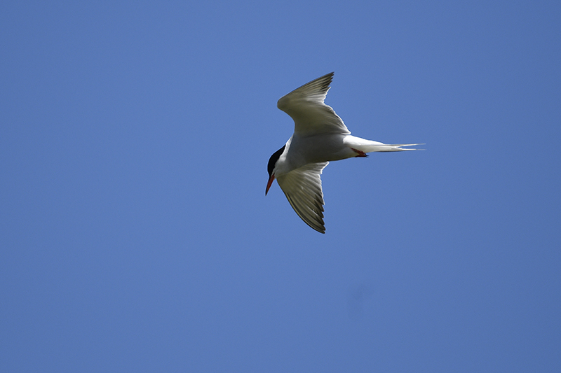 Photo Oiseaux Sterne pierregarin (Sterna hirundo)