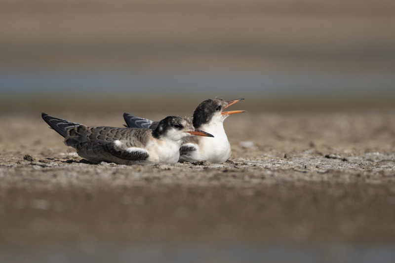 Photo Oiseaux Sterne pierregarin (Sterna hirundo)