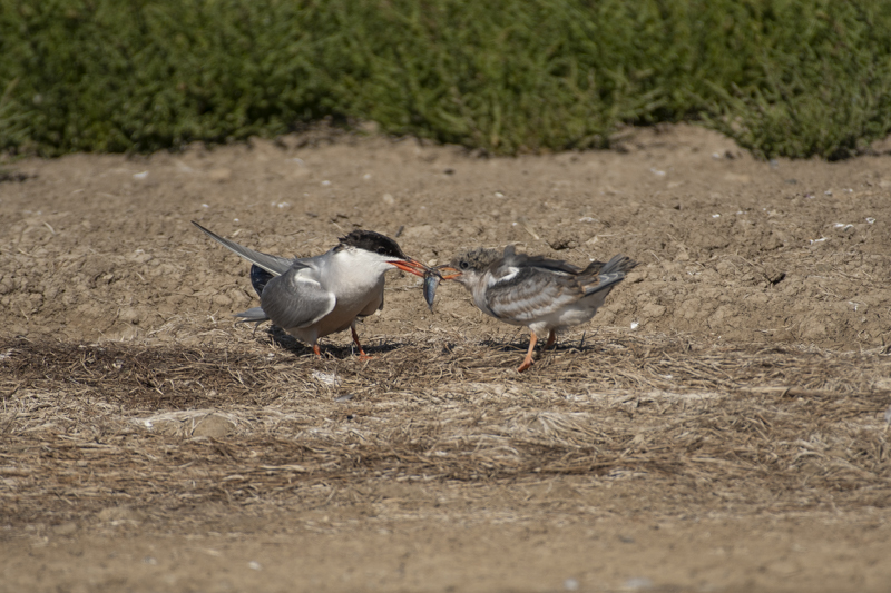 Photo Oiseaux Sterne pierregarin (Sterna hirundo)