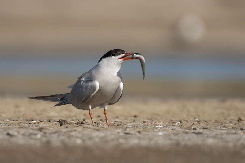 Photo Oiseaux Sterne pierregarin (Sterna hirundo)