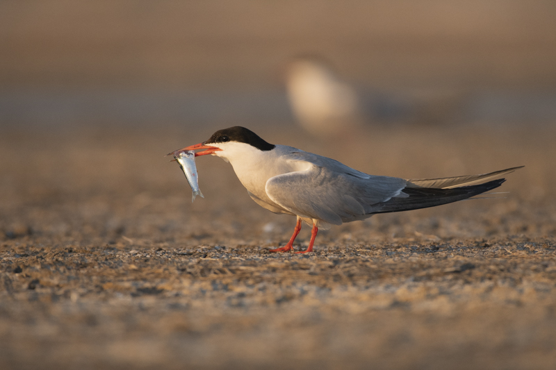 Photo Oiseaux Sterne pierregarin (Sterna hirundo)