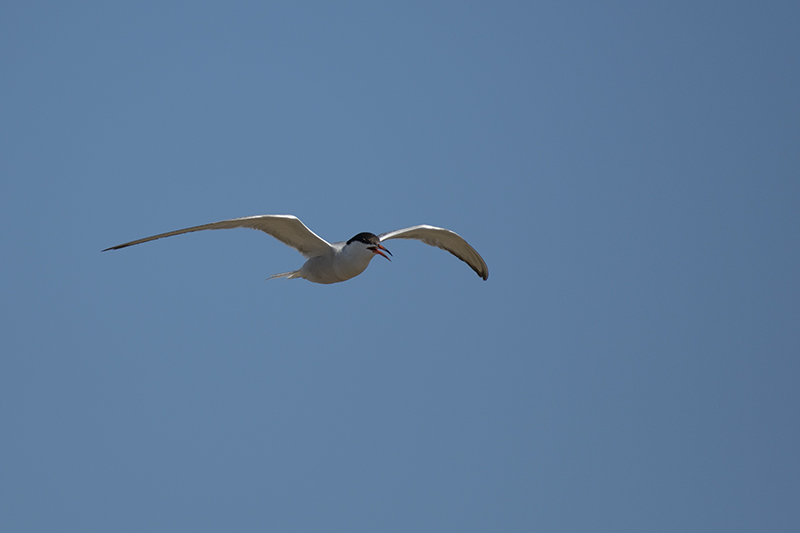 Photo Oiseaux Sterne pierregarin (Sterna hirundo)