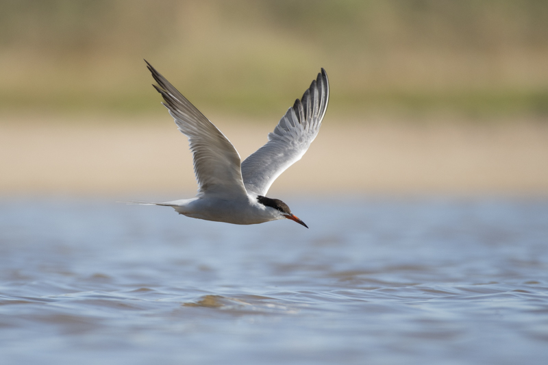 Photo Oiseaux Sterne pierregarin (Sterna hirundo)