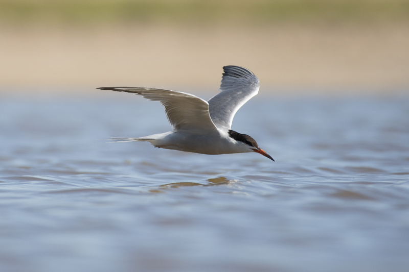 Photo Oiseaux Sterne pierregarin (Sterna hirundo)