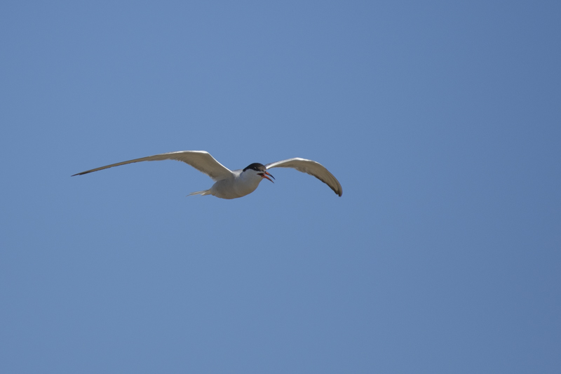 Photo Oiseaux Sterne pierregarin (Sterna hirundo)