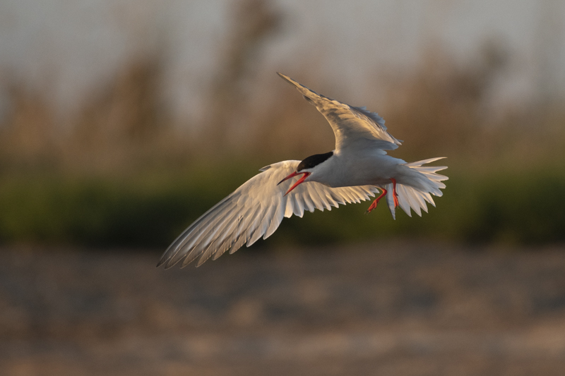 Photo Oiseaux Sterne pierregarin (Sterna hirundo)