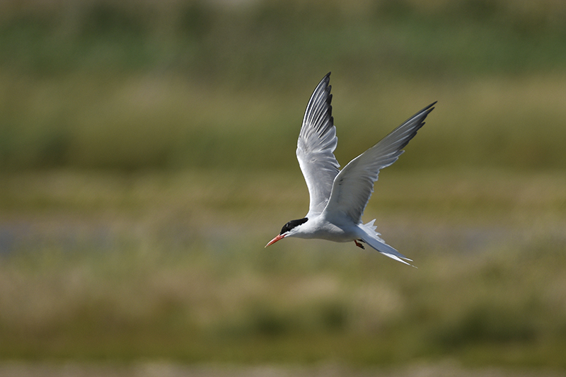 Photo Oiseaux Sterne pierregarin (Sterna hirundo)