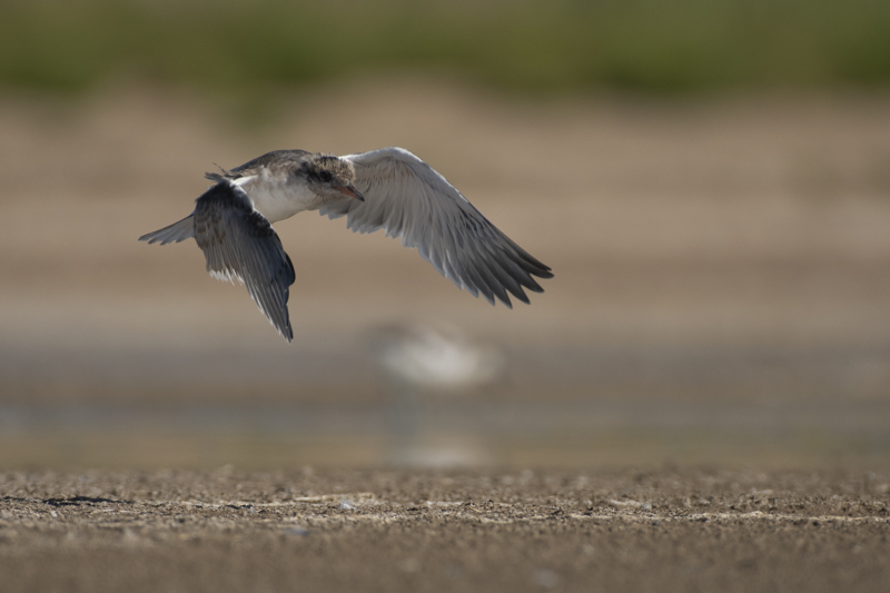 Photo Oiseaux Sterne pierregarin (Sterna hirundo)