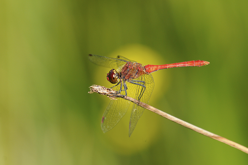 Photo Insectes Sympétrum rouge sang (Sympetrum sanguineum)