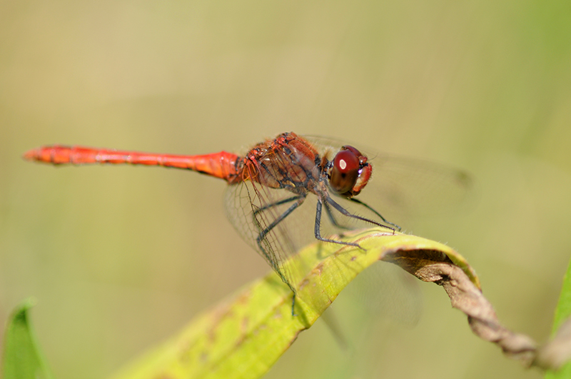 sympetrum-rouge-sang.jpg Sympétrum rouge sang (Sympetrum sanguineum)