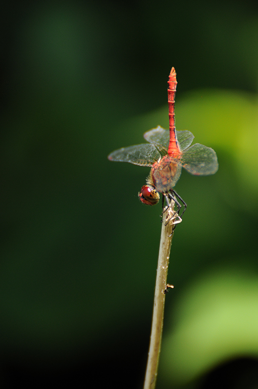 Photo Insectes Sympétrum rouge sang (Sympetrum sanguineum)