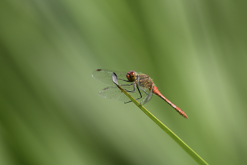 Photo Insectes Sympétrum rouge sang (Sympetrum sanguineum)