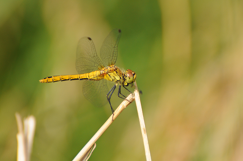 Photo Insectes Sympétrum rouge sang (Sympetrum sanguineum)
