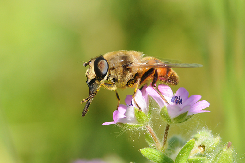 Photo Insectes Syrphe
