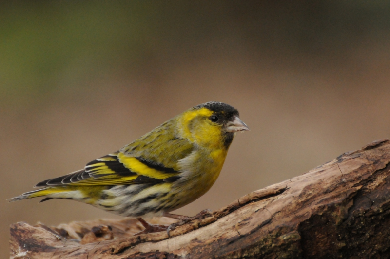 Photo Oiseaux Tarin des aulnes (Carduelis spinus)