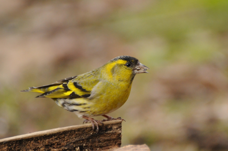 Photo Oiseaux Tarin des aulnes (Carduelis spinus)
