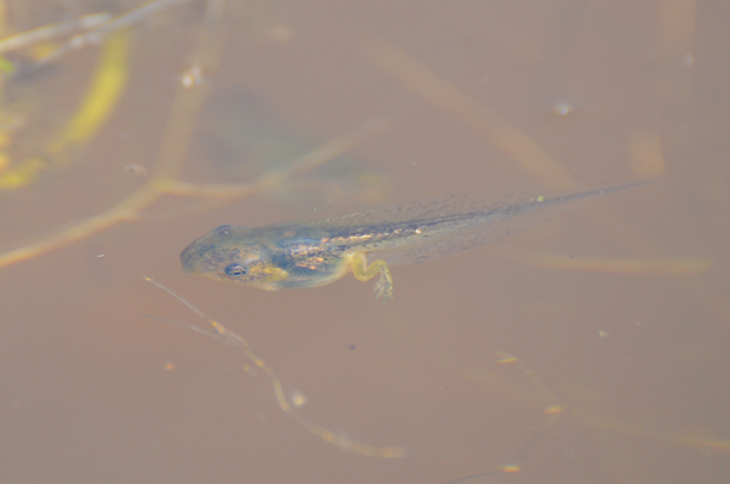 Photo Amphibiens Têtard