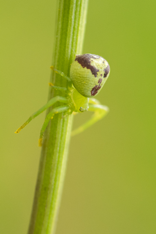 Photo Araignées Thomise à trois taches (Ebrechtella tricuspidata)