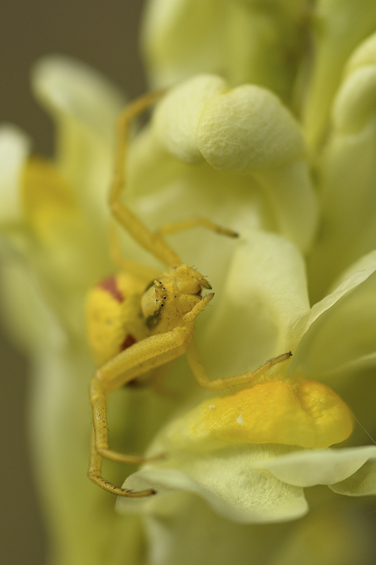 Photo Araignées Thomise Variable (Misumena vatia)