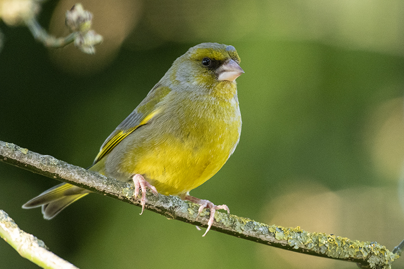 Photo Oiseaux Verdier d'Europe (Chloris chloris)