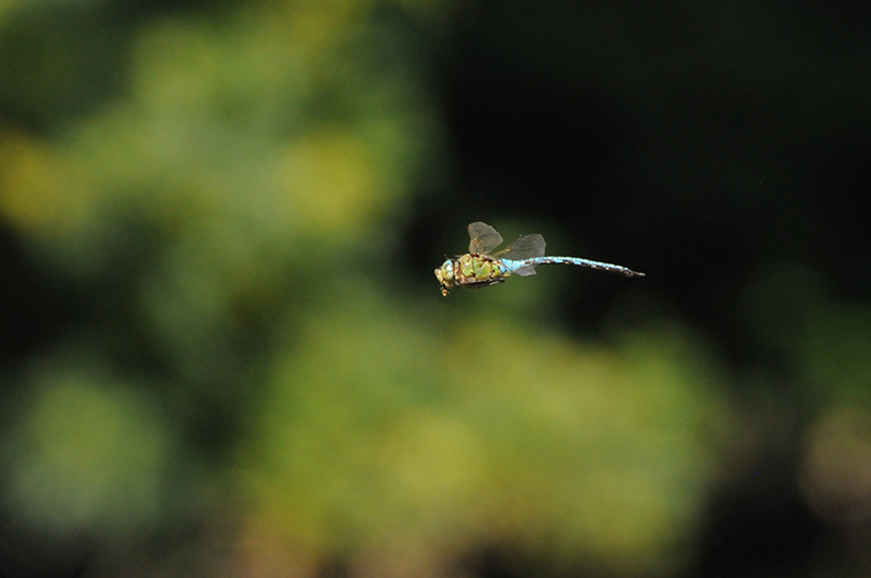 Photo Insectes Anax empereur (Anax imperator)