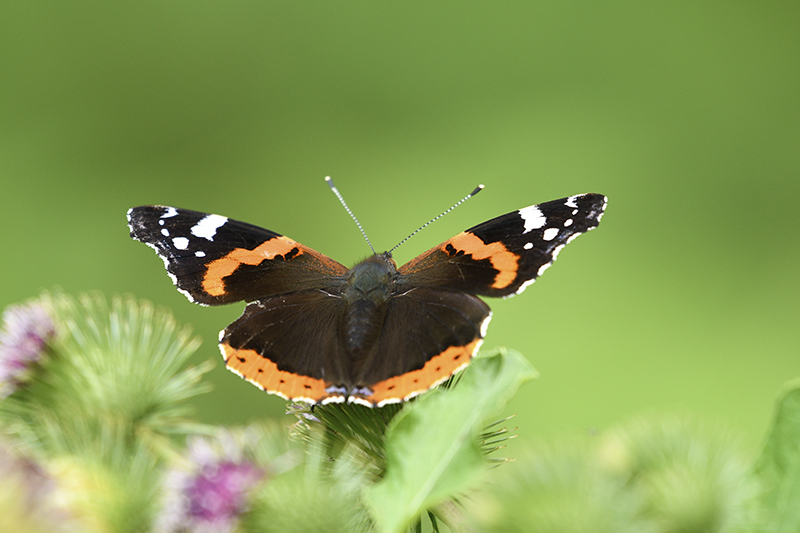 Photo Insectes Vulcain (Vanessa atalanta)