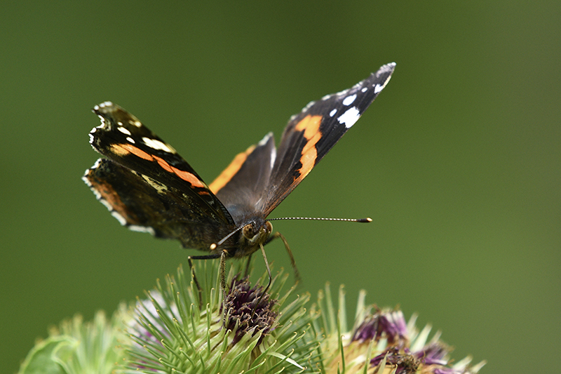 Photo Insectes Vulcain (Vanessa atalanta)