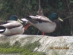 Oiseaux Canard colvert (Anas platyrhynchos)