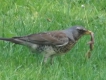 Oiseaux Grive litorne (Turdus pilaris)