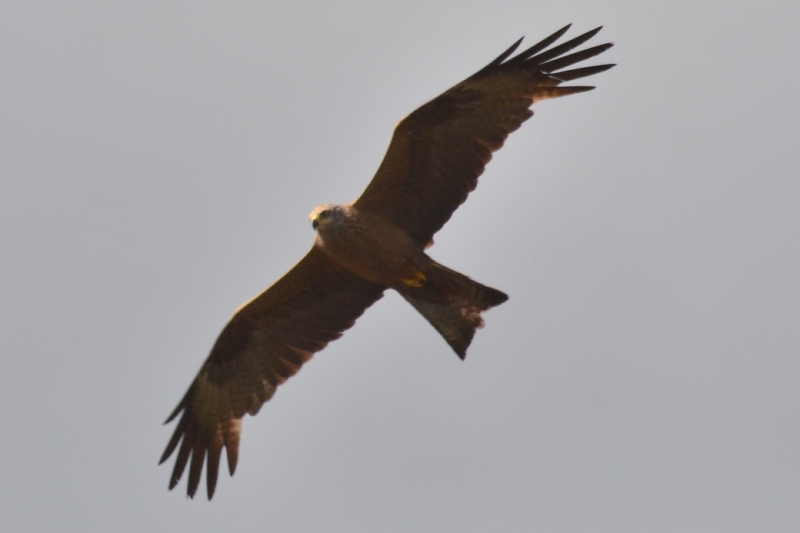 Photo Oiseaux Milan noir (Milvus migrans)