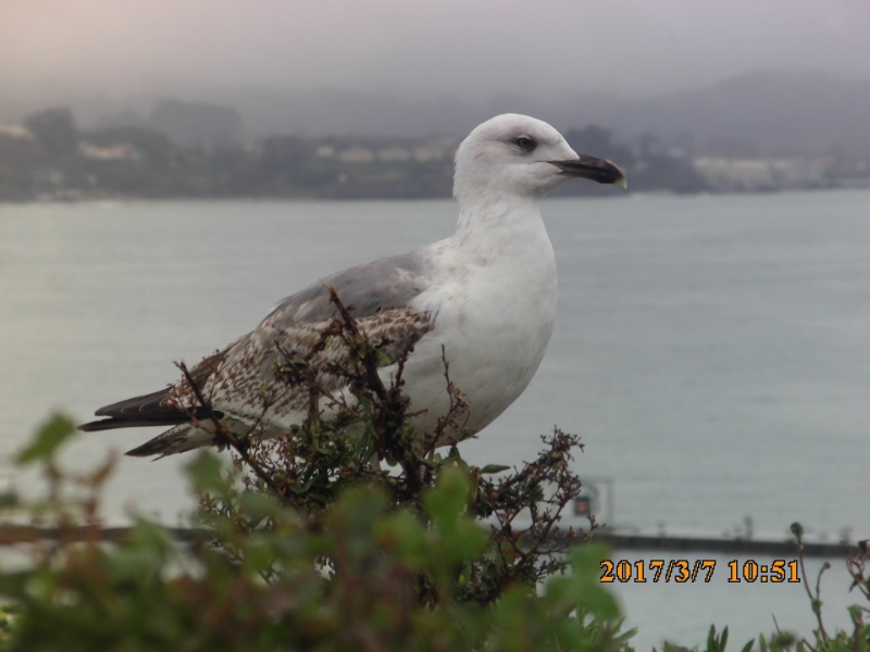Photo Oiseaux Goéland argenté