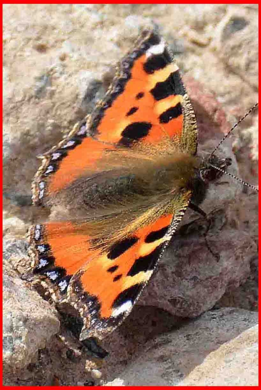 Photo Insectes