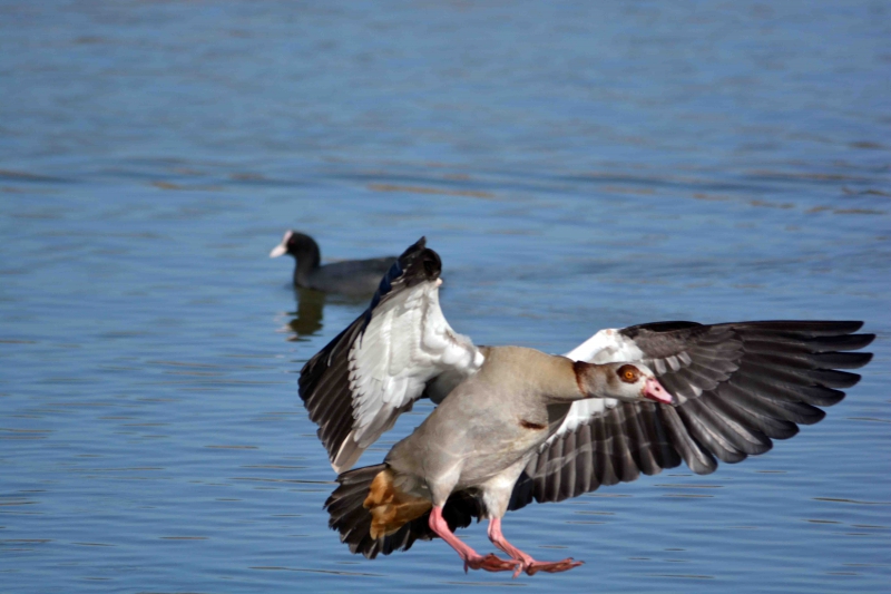 Photo Oiseaux